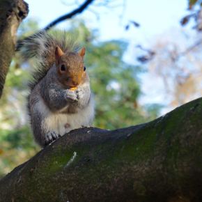 Squirrels of Hyde Park
